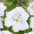 A bed of Iris ensata 'Cupcake' flowers with thin spiky green leaves in the garden.