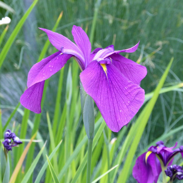 Buy Iris ensata (Japanese Clematis Iris) online UK