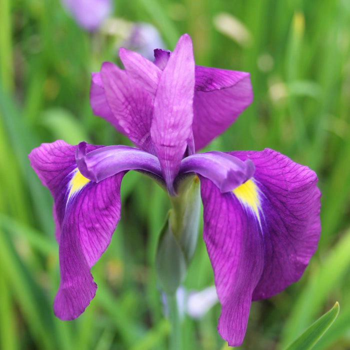 Buy Iris ensata (Japanese Clematis Iris) online UK