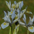 Buy Iris histrioides 'Katharine Hodgkin' Bulbs online UK