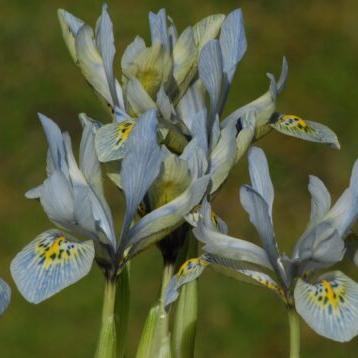 Buy Iris histrioides 'Katharine Hodgkin' Bulbs online UK