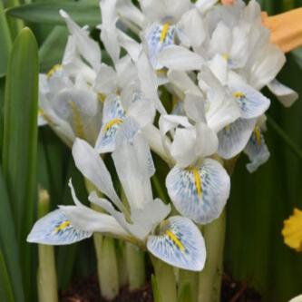 Buy Iris histrioides 'Polar Ice' Bulbs online UK