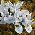Buy Iris histrioides 'Sheila Ann Germaney' Bulbs online UK