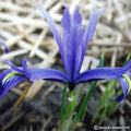 Buy Iris histrioides var. sophenensis (Sophenensis Iris) Bulbs online UK