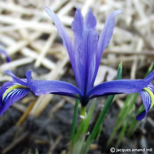 Buy Iris histrioides var. sophenensis (Sophenensis Iris) Bulbs online UK