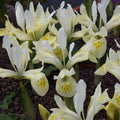 Buy Iris histroides 'Katharine's Gold' Bulbs online UK