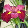 Buy Iris louisiana 'Ann Chowning' online UK