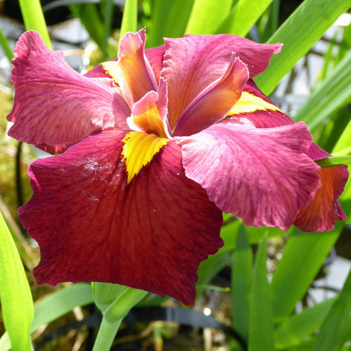 Buy Iris louisiana 'Ann Chowning' online UK