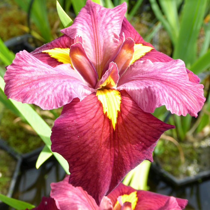 Buy Iris louisiana 'Ann Chowning' online UK
