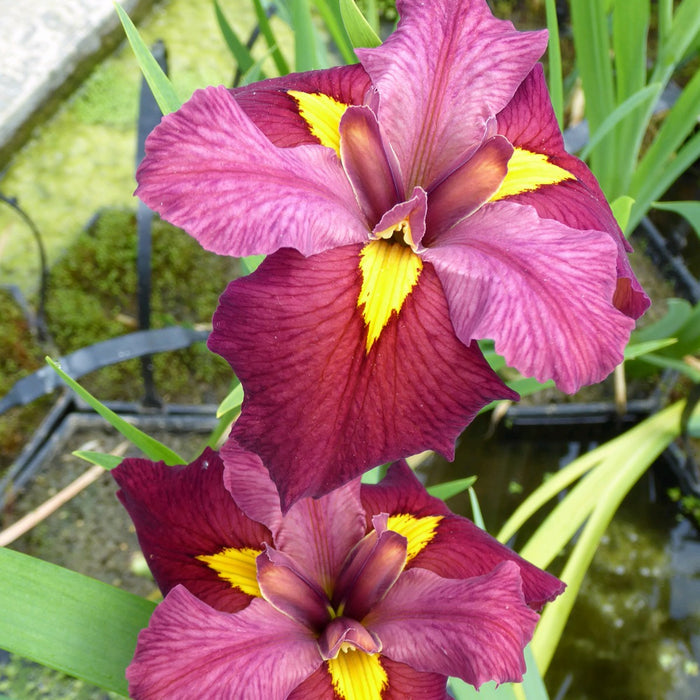 Buy Iris louisiana 'Ann Chowning' online UK