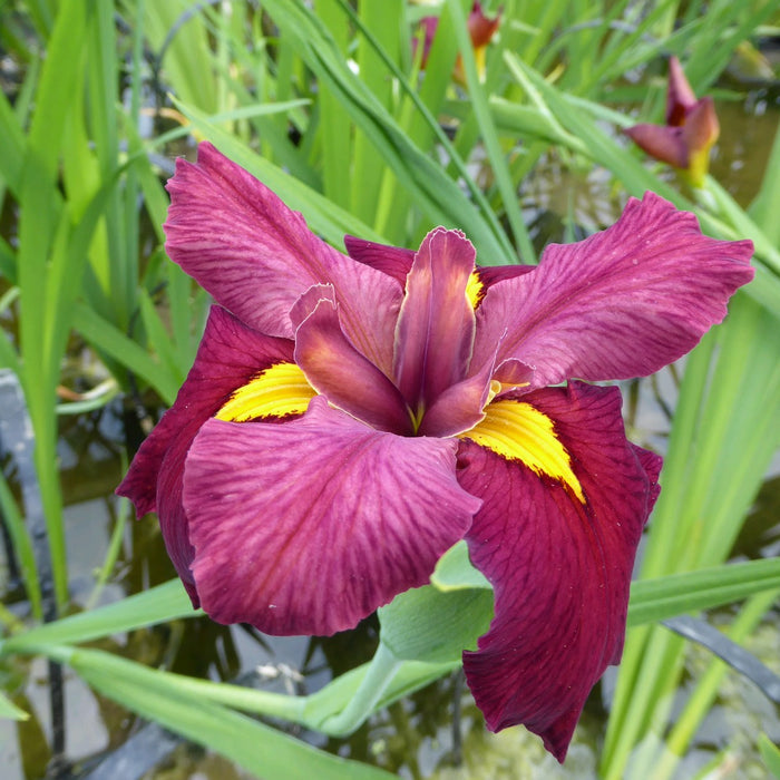 Buy Iris louisiana 'Ann Chowning' online UK