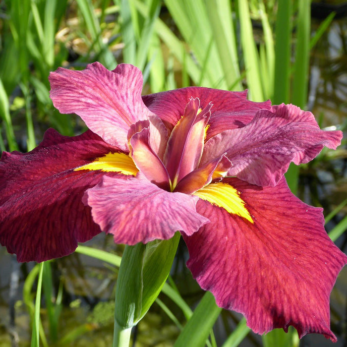 Buy Iris louisiana 'Ann Chowning' online UK