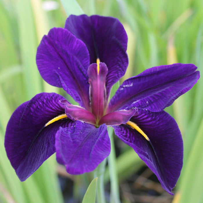 Buy Iris louisiana 'Black Gamecock' online UK