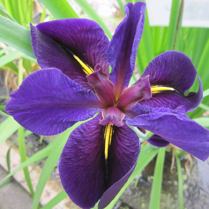 Buy Iris louisiana 'Black Gamecock' online UK