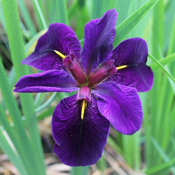 Buy Iris louisiana 'Black Gamecock' online UK