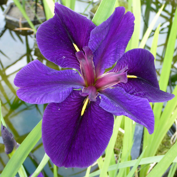 Buy Iris louisiana 'Black Gamecock' online UK