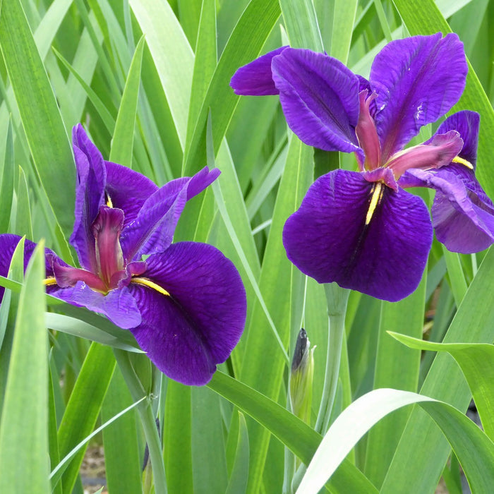 Buy Iris louisiana 'Black Gamecock' online UK