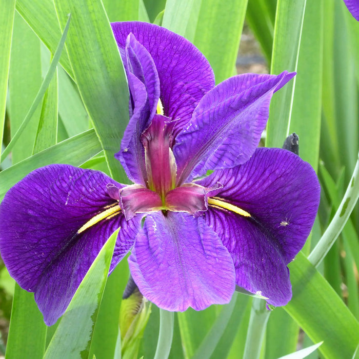 Buy Iris louisiana 'Black Gamecock' online UK