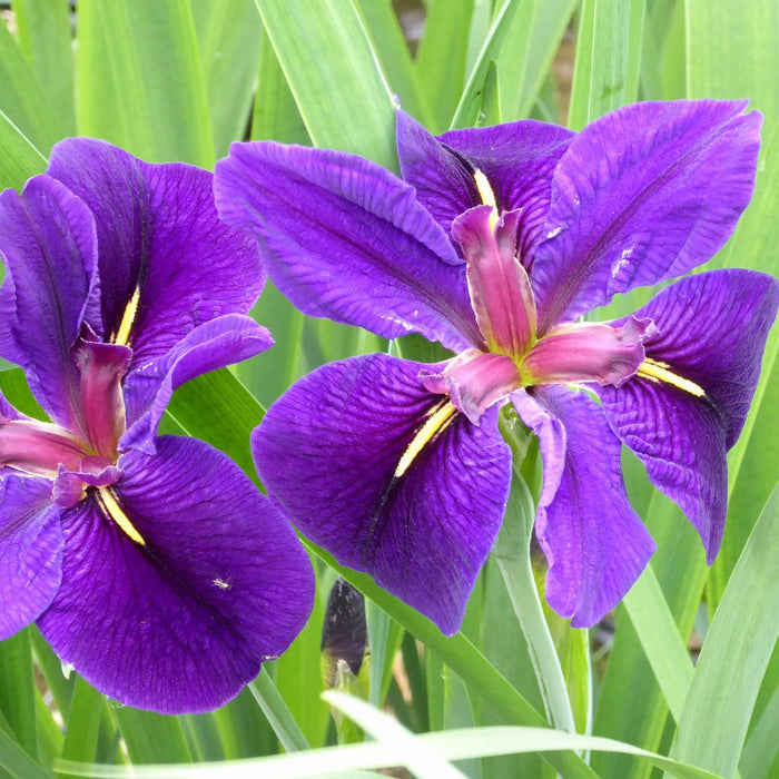 Buy Iris louisiana 'Black Gamecock' online UK
