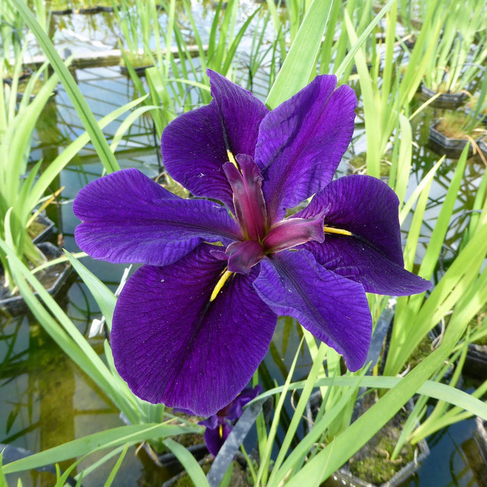 Buy Iris louisiana 'Black Gamecock' online UK