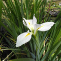 Buy Iris louisiana 'Her Highness' online UK