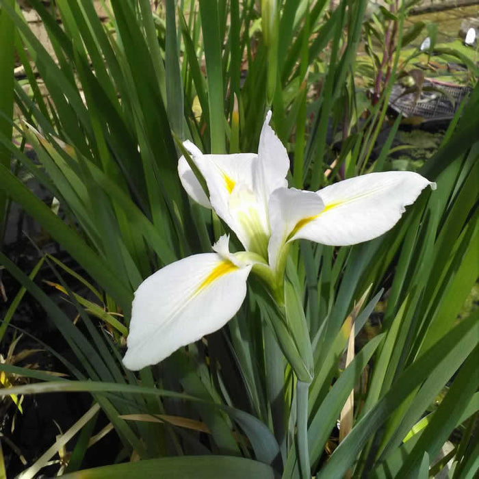 Buy Iris louisiana 'Her Highness' online UK