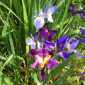 Buy Iris louisiana (Louisiana Iris) online UK