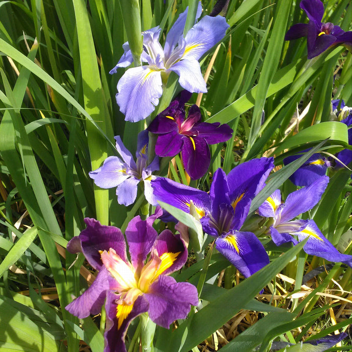 Buy Iris louisiana (Louisiana Iris) online UK