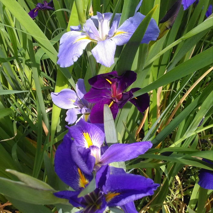 Buy Iris louisiana (Louisiana Iris) online UK