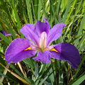 Buy Iris louisiana 'Pegaletta' online UK