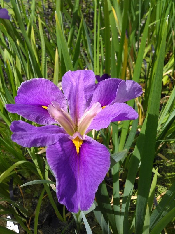 Buy Iris louisiana 'Pegaletta' online UK