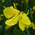 Buy Iris pseudacorus 'Flore Pleno' (Double Yellow Flag) online UK