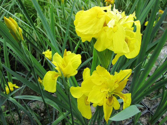 Buy Iris pseudacorus 'Flore Pleno' (Double Yellow Flag) online UK