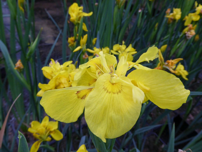 Buy Iris pseudacorus 'Flore Pleno' (Double Yellow Flag) online UK