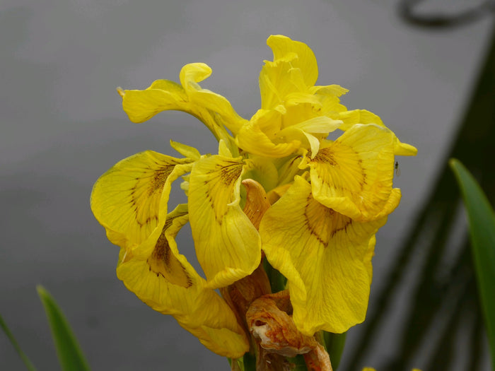 Buy Iris pseudacorus 'Flore Pleno' (Double Yellow Flag) online UK