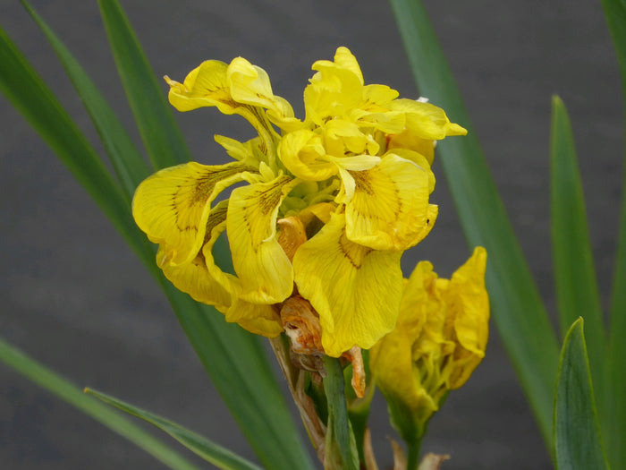 Buy Iris pseudacorus 'Flore Pleno' (Double Yellow Flag) online UK