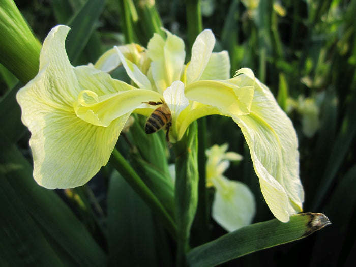 Buy Iris pseudacorus var. bastardii (Pale Yellow Flag) online UK