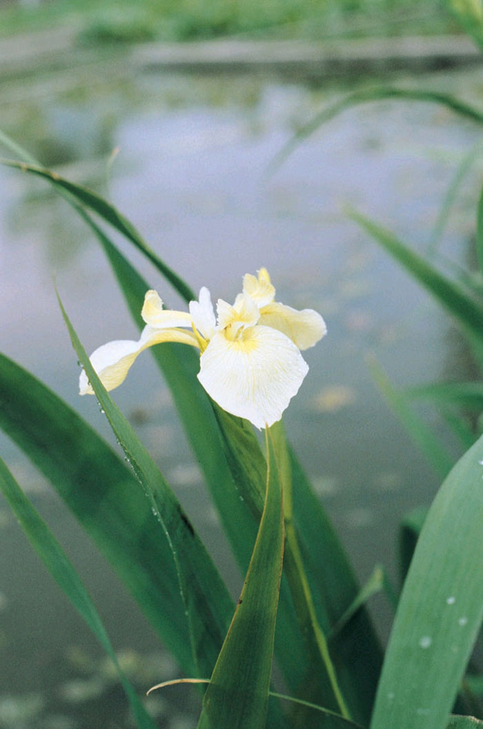 Buy Iris pseudacorus var. bastardii (Pale Yellow Flag) online UK