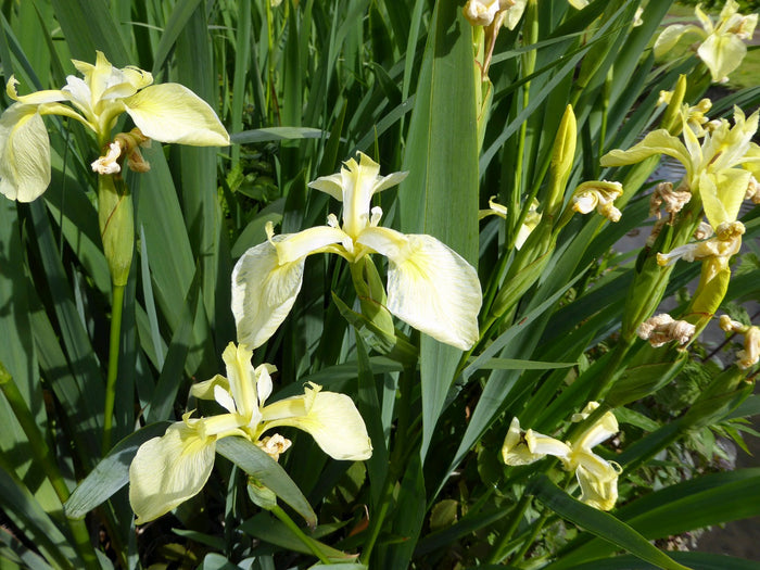 Buy Iris pseudacorus var. bastardii (Pale Yellow Flag) online UK