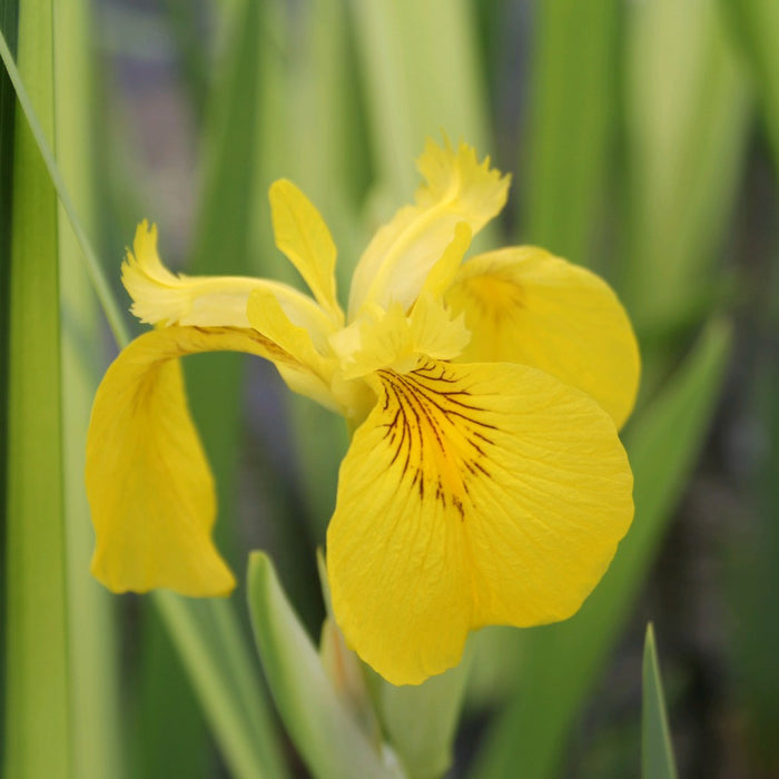 Buy Iris pseudacorus 'Variegata' (Variegated Yellow Flag) online UK