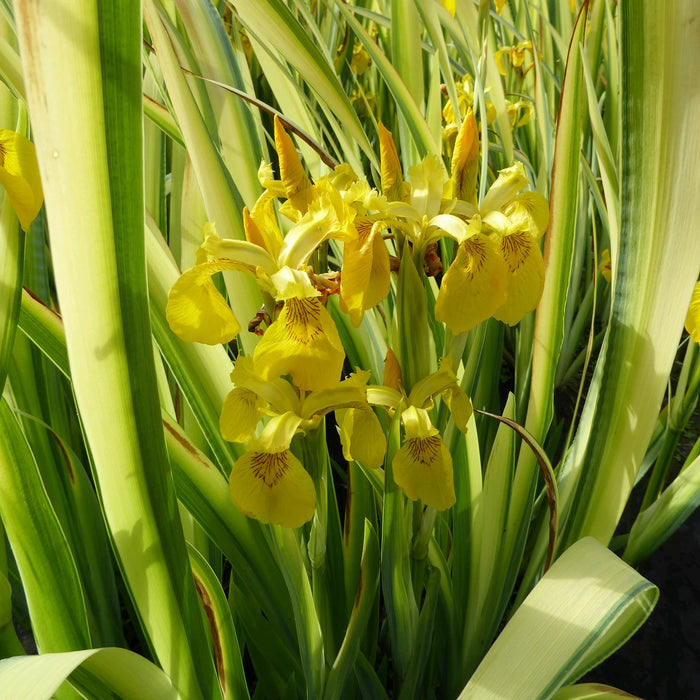 Buy Iris pseudacorus 'Variegata' (Variegated Yellow Flag) online UK