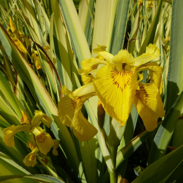 Buy Iris pseudacorus 'Variegata' (Variegated Yellow Flag) online UK