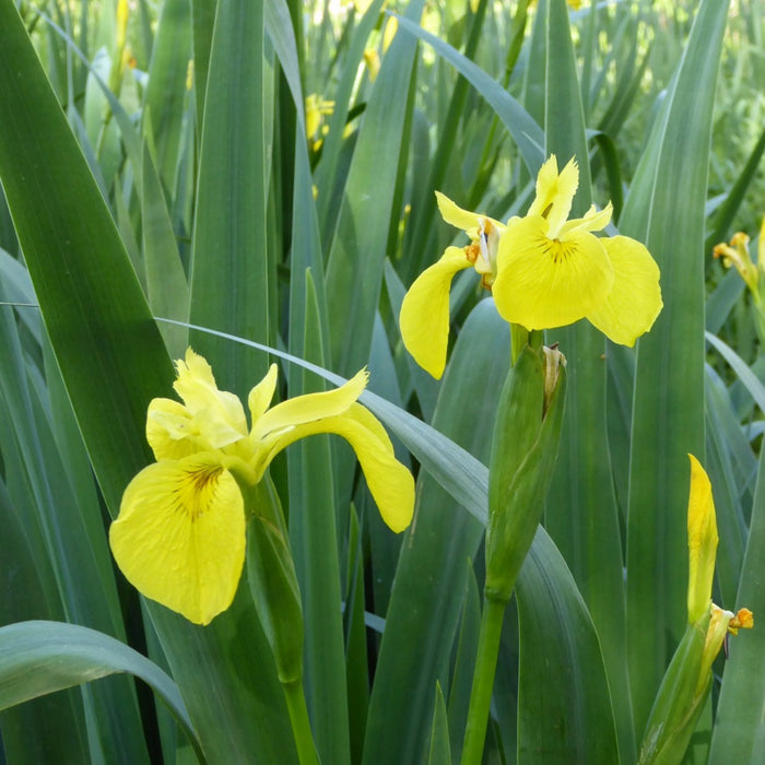 Buy Iris pseudacorus (Yellow Flag) online UK