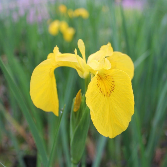 Buy Iris pseudacorus (Yellow Flag) online UK