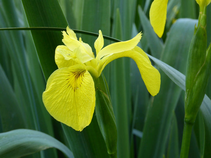 Buy Iris pseudacorus (Yellow Flag) online UK