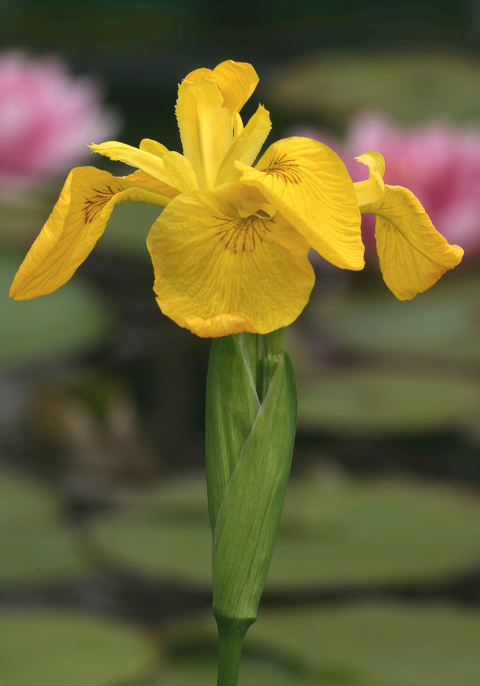 Buy Iris pseudacorus (Yellow Flag) online UK