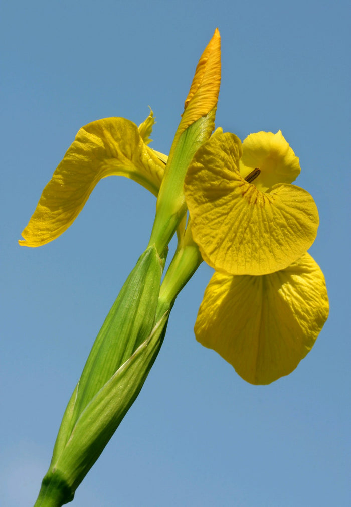 Buy Iris pseudacorus (Yellow Flag) online UK
