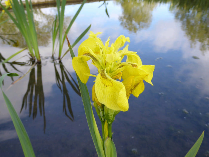 Buy Iris pseudacorus (Yellow Flag) online UK