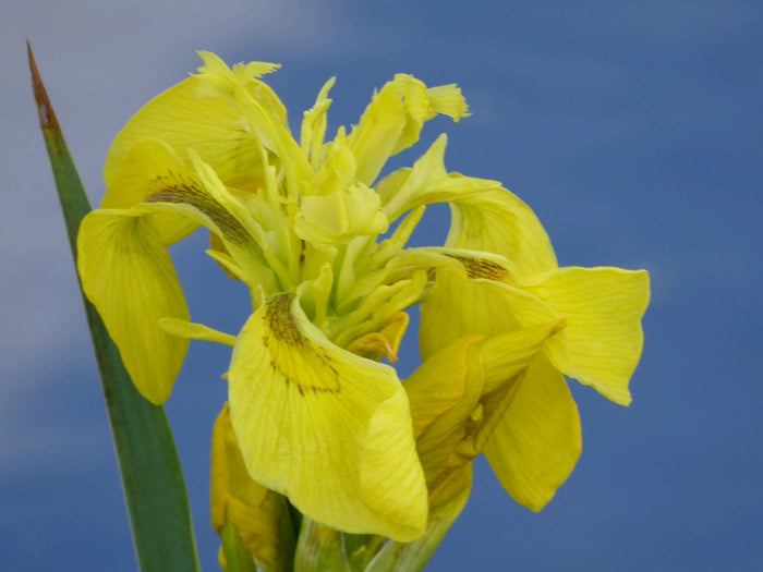 Buy Iris pseudacorus (Yellow Flag) online UK