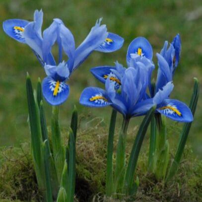 Buy Iris reticulata 'Alida' Bulbs online UK